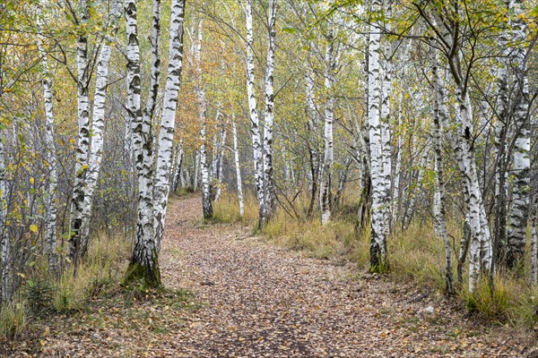 Autumn in the Kendlmuehlfilzen high moor