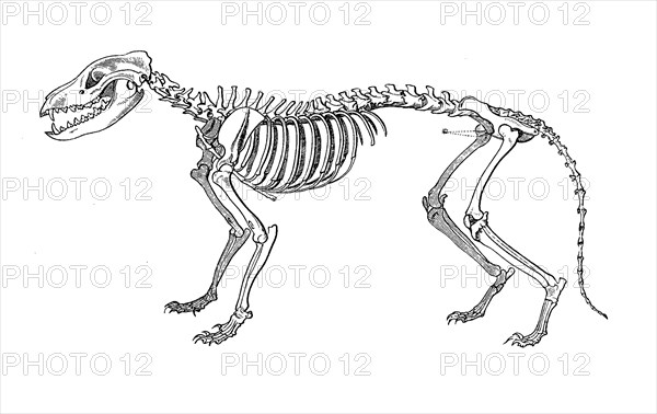 Skeleton of the marsupial wolf