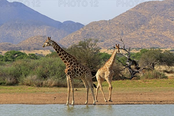 Southern giraffe