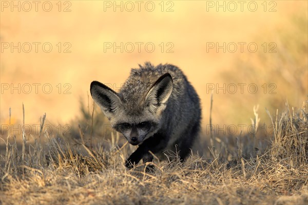 Bat-eared fox