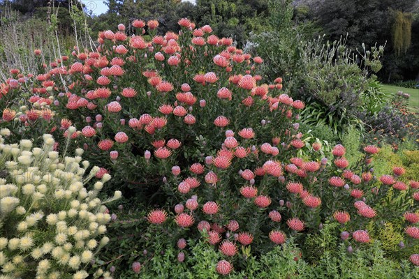 Pincushion Protea