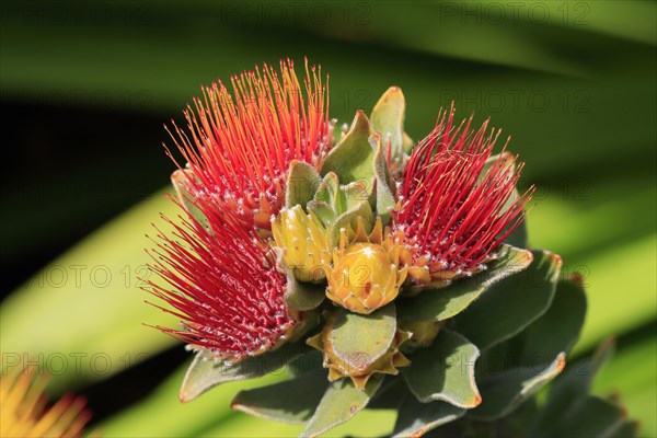 Pincushion Protea