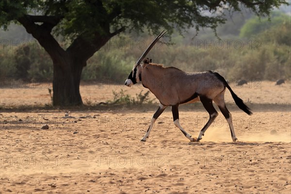 Gemsbok