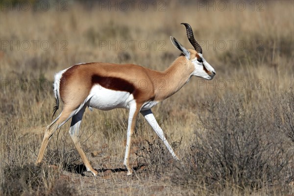 Springbok