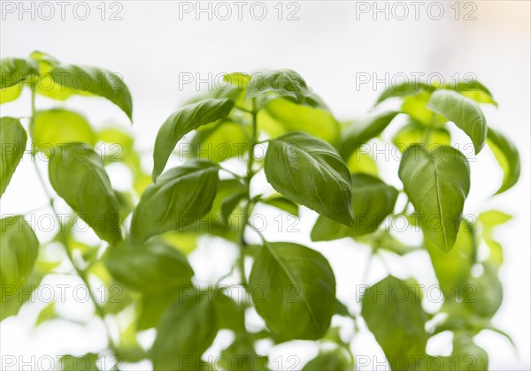 Basil