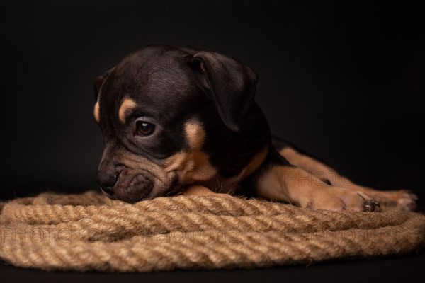 Puppy American Pit Bull Terrier sitt on a jute cord on black background in studio