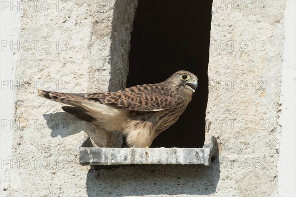 Kestrel young bird with open beak standing in opening of church tower seen on right side
