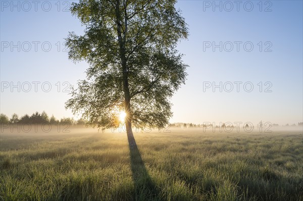 Moor birch