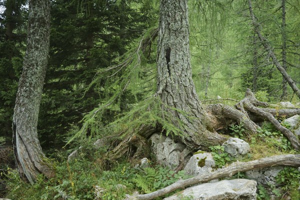 European larches