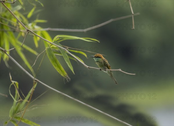 Green bee-eater