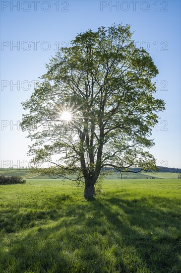 Sycamore maple