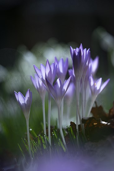 Purple spring crocus