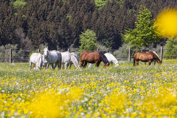 Horse paddock