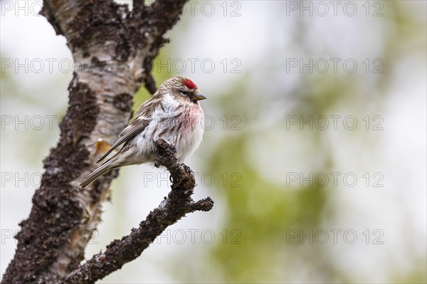 Common Redpoll