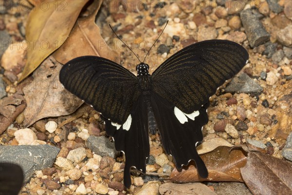 Common mormon