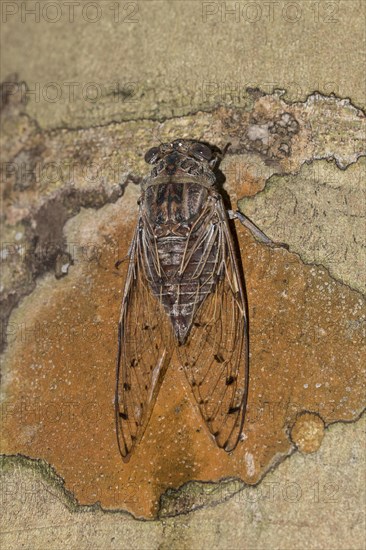 Cicada