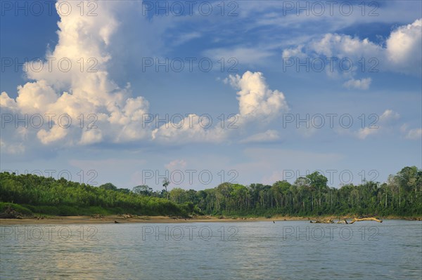 Amazon Tropical rain Forest along the Rio Colorado