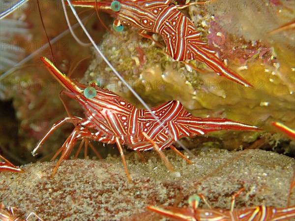 Camel shrimp