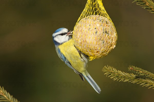 Blue tit