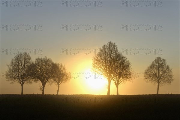 Deciduous trees in the fog at sunrise