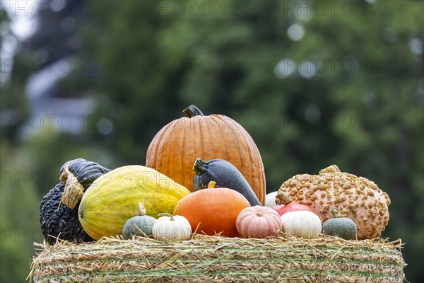 Pumpkin exhibition in the Bluehende Barock