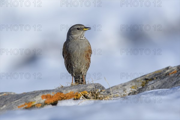 Alpine Accentor