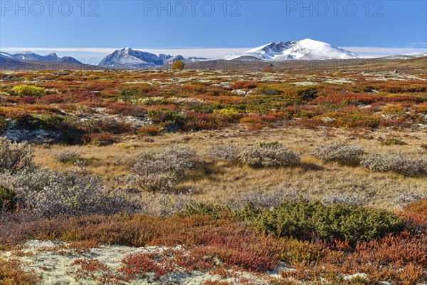 Dovrefjell National Park in autumn