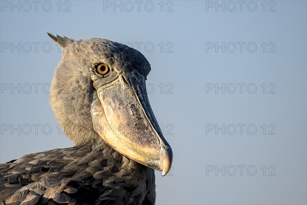 Shoebill