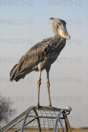 Shoebill