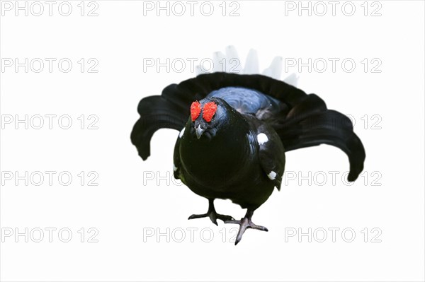 Black grouse