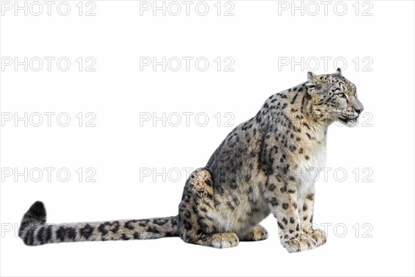 Snow leopard