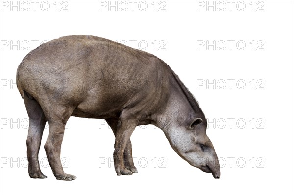 South American tapir