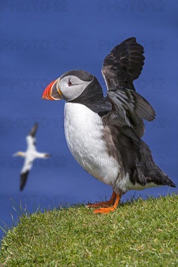 Atlantic puffin