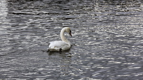 Mute swan