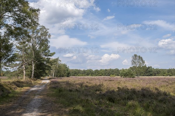 Buurserzand Nature Reserve