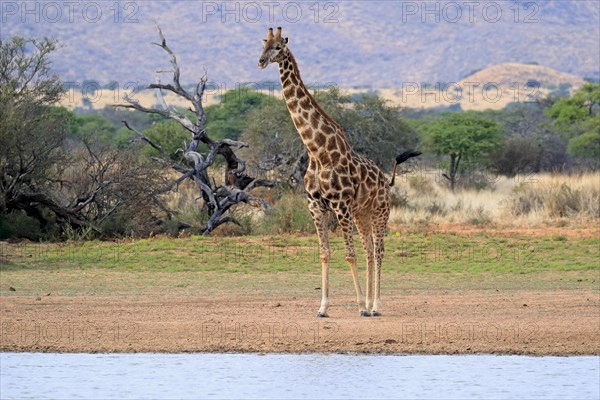 Southern giraffe