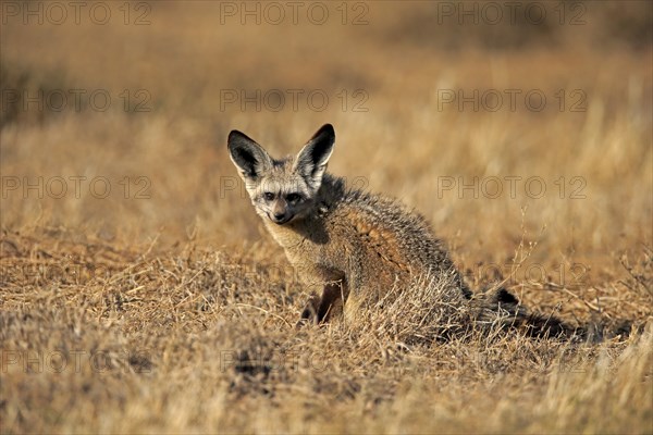 Bat-eared fox