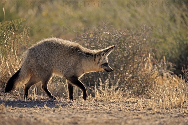 Bat-eared fox