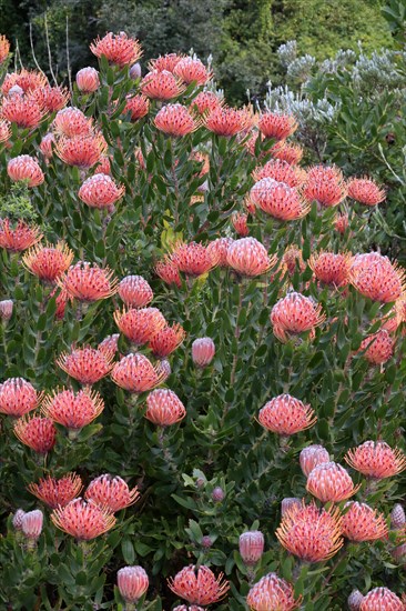 Pincushion Protea