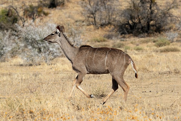 Zambezi greater kudu