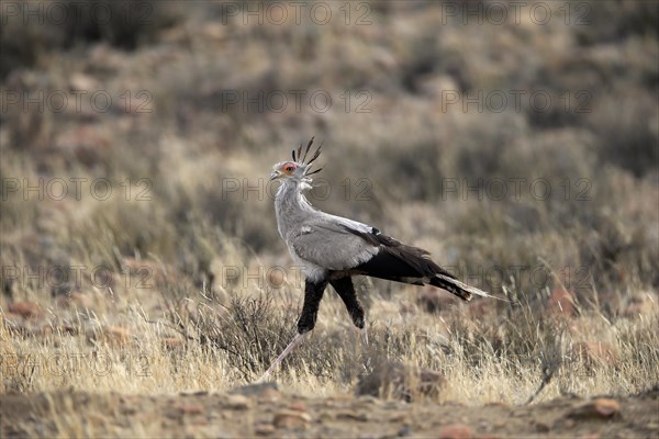 Secretary bird