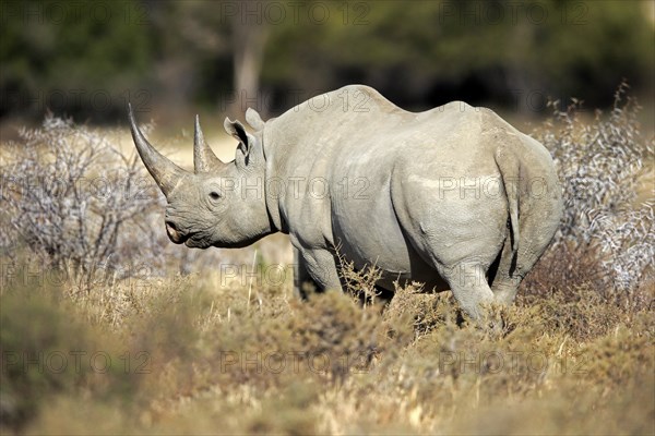 Black rhinoceros