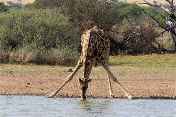 Southern giraffe