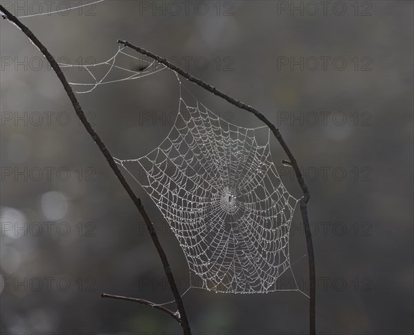 Spider webs wetted by dew