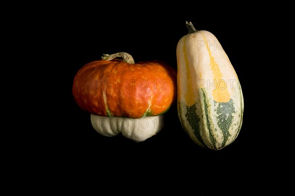 Colorful pumpkin on a black background. In studio