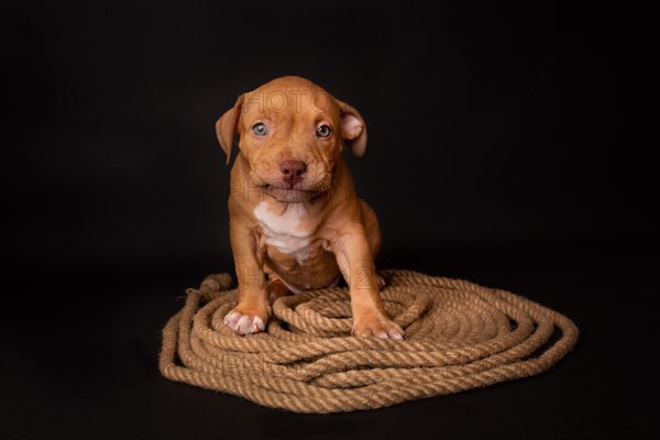 Puppy American Pit Bull Terrier sitt on a jute cord on black background in studio