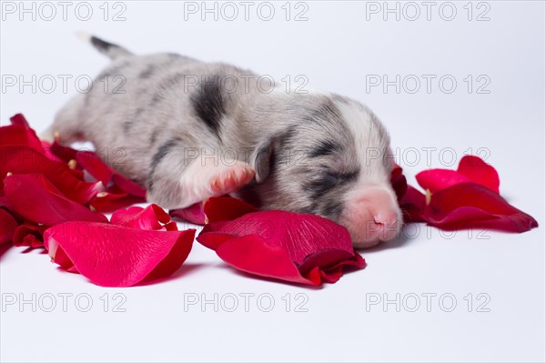 Ten days old puppies of the Welsh Corgi Pembroke