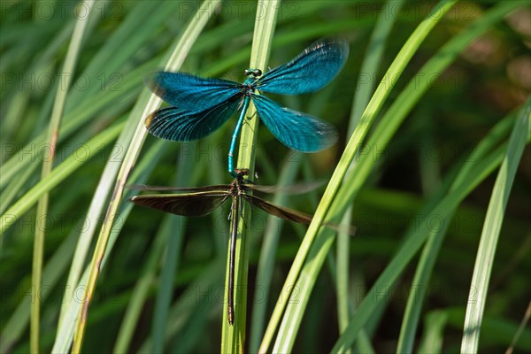 Blue-winged damselfly male and female with open wings mating sitting on green stalk from behind