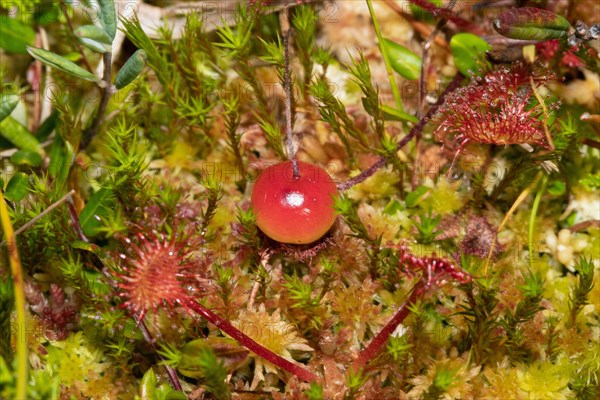 Common cranberry red berry between sundew