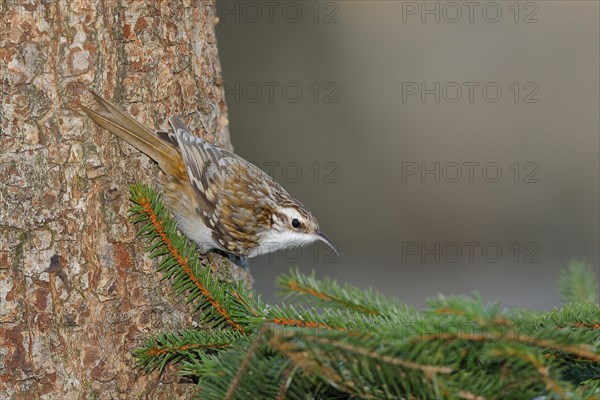 Eurasian treecreeper